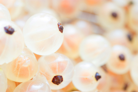 fresh white fresh berry close up. white berry macroの写真素材