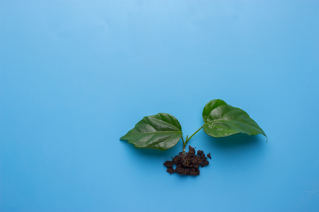 Young Plant on blue background with copy spaceの写真素材