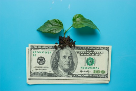 money growing concept. money and green sprout on blue backgroundの写真素材