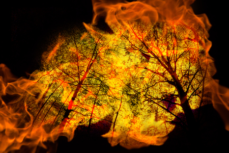 forest in fire. double exposure. nature is in dangerの写真素材