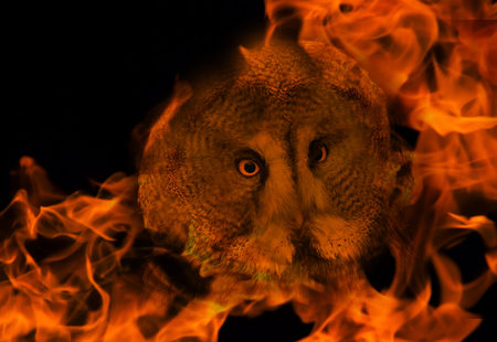 owls in dander concept. wild nature in danger conceptの写真素材