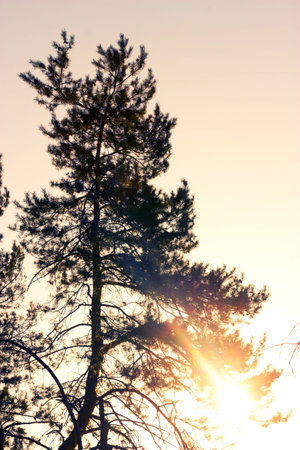 pine tree forest close up on the sunset