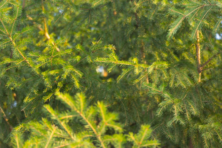 pine tree forest close up on the sunset