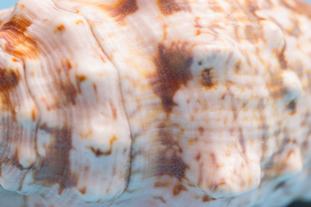 pattern on a sea shell. close up background