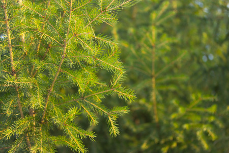 pine tree forest close up on the sunset