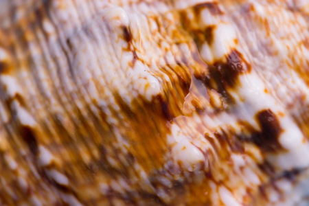 pattern on a sea shell. close up background