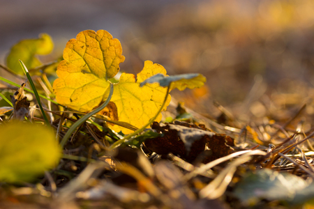 young plant showing ecology growth or nature conceptの写真素材