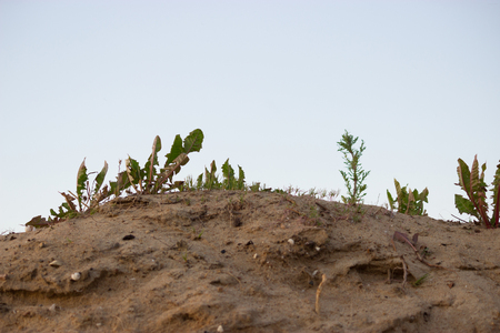 plants in a desert on blue sky backgroundの写真素材