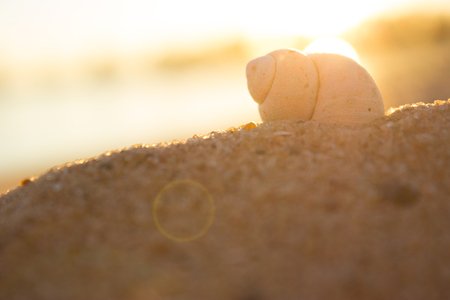 nautilus shell on a beach sand in yellow sunlightの写真素材