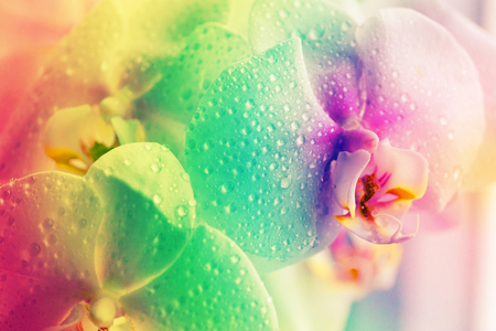 orhid fowers colorful toned image.の写真素材