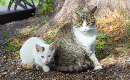 kitten and its mother in nature. love. careの写真素材