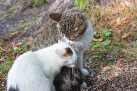 kitten and its mother in nature. love. careの写真素材
