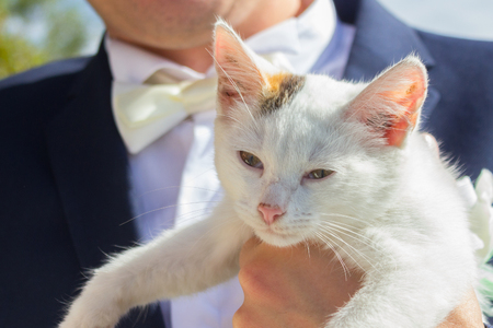 groom holding cute little white kitten. close upの写真素材