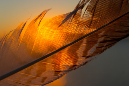 feather against sunset sky background. close upの写真素材