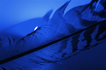 feather against sunset sky background. close upの写真素材