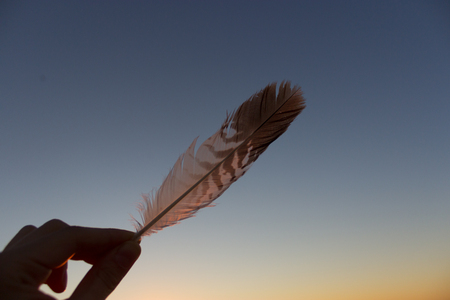 feather against sunset sky background. close upの写真素材
