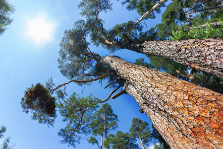 Looking up the at the tall forest pines and the bright blue sky with white clouds aboveの写真素材