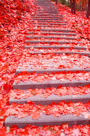 scary red autumn leaves. halloween concept image