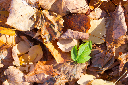 different concept image. yellow leaves. one greenの写真素材