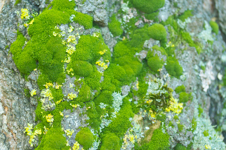 macro image of tree trunk with mossの写真素材