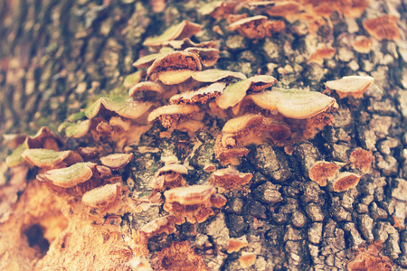 mushrooms or fungus on a tree.close upの写真素材