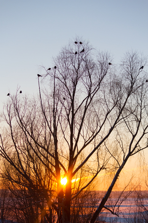 silhouette of tree and birds over sunset skyの写真素材