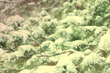 Closeup of Christmas tree with light. toned image