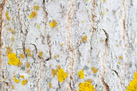 Mossy tree trunk in forest. use as backgroundの写真素材