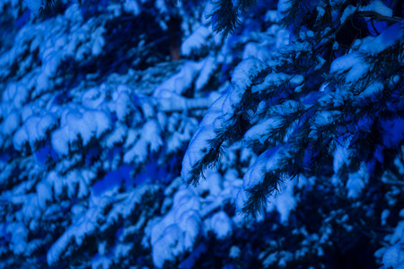 night in winter forest. pine treesの写真素材