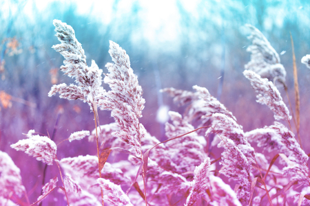 vintage dry plants background. colorful toned imageの写真素材
