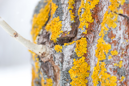 Mossy tree trunk in forest. use as backgroundの写真素材