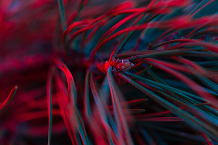 Closeup of Christmas tree with light. toned imageの写真素材