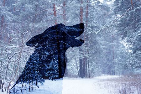 wolf silhouette in winter forest. howling