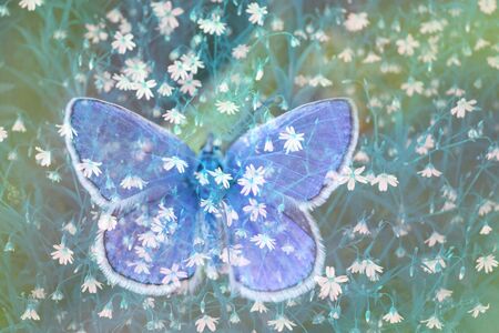 Butterfly on flowers. Double exposure. Spring concept