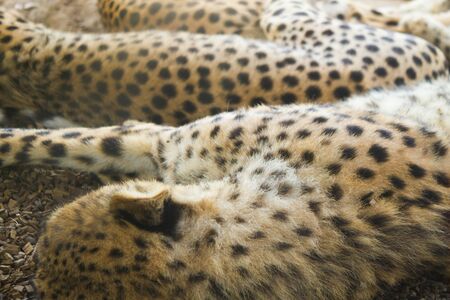 Sleeping gepard image. Gepards sleep on the groundの写真素材