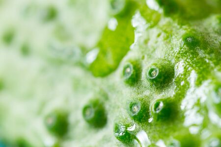 Macro shoot of wet cucumber textured peelv