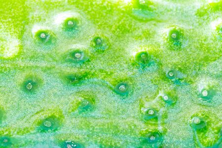 Macro shoot of wet cucumber textured peelvの写真素材