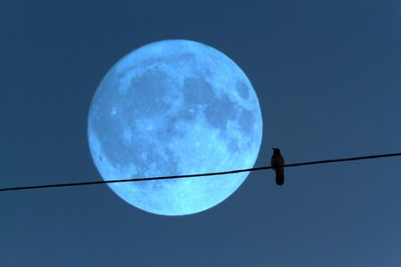 full moon with raven. Toned in blueの写真素材