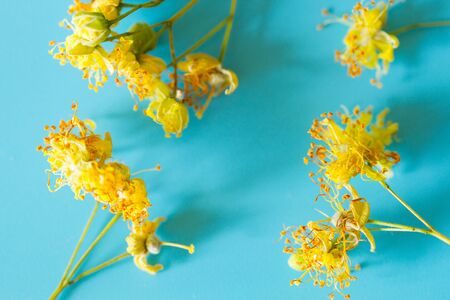 Linden tree flowers  on the blue backgroundの写真素材