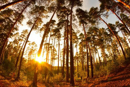 Beautiful Sunset in pine tree forest. Fisheye