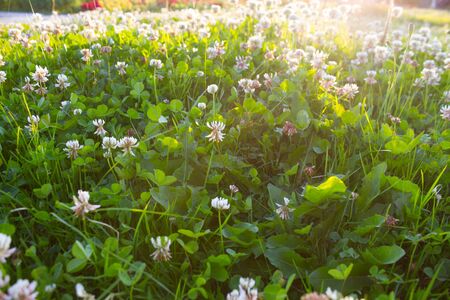 Field of white clovers in warm sunlightの写真素材