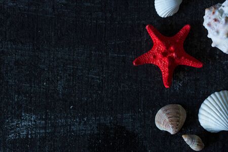 Sea shells on black background. Summer backgroundの写真素材