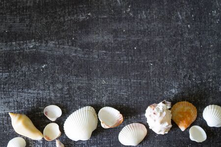 Seashells on black background with copy space