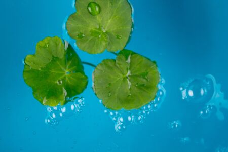 Eco background image. Green leaves on blue water backgroundの写真素材