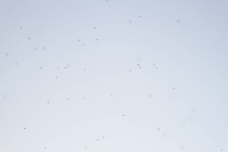 Many insects in the sky mosquitos or locustsの写真素材