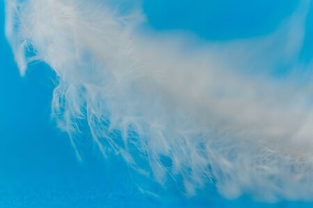 White bird feather on blue background. close up