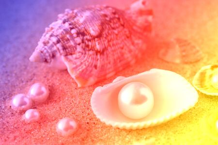 Toned image with pearl and seashellsの写真素材