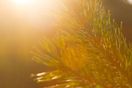 Christmas tree branch in warm sunlight. Close up
