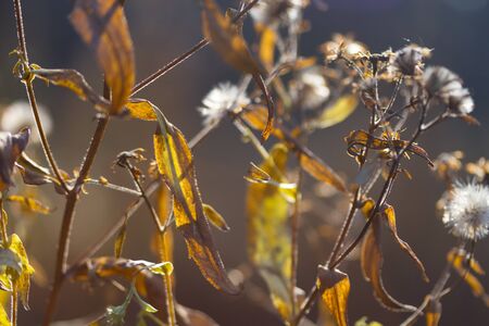 Dry plants in autumn forestの写真素材