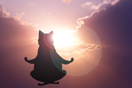 Cartoon cat meditating. Sunset backgroundの写真素材